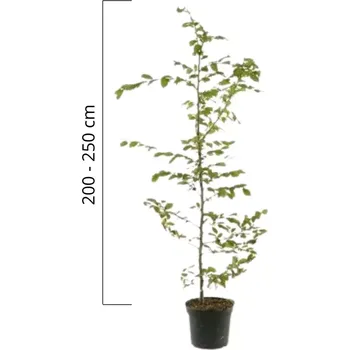 Sazenice Carpinus betulus 200-250cm, kontejner (Habr)