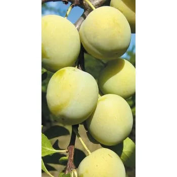 Sazenice Zelená renkloda