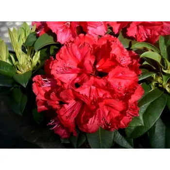 Sazenice Rododendron PowerPlant 'Maximus' Balení: kontejner p23