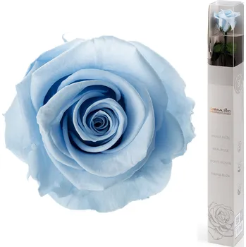 Dárková stabilizovaná růže - světle modrá (Dárkové balení, Light blue)
