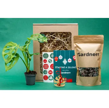 Bytová dekorace Gardners Vánoční dárková sada - Set Monstera adansonii Monkey Mask a substrát Monstera, Adansonova monstera, Švýcarský sýr