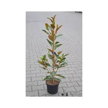 Sazenice Magnolia grandiflora ´Alta´ - šácholan velkokvětý sloupovitý NOVINKA