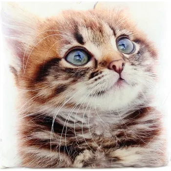 plyšák _Ostatní 1_ Polštářek zvířátko 33x33cm realistický fotopotisk koťe