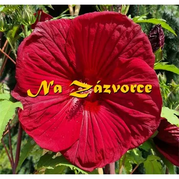 Sazenice Ibišek bahenní ´Burgundy Velvet´ P9