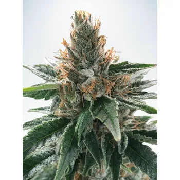 Semeno Ministry of Cannabis God's Glue Balení: 2ks