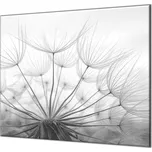 Glasdekor Ochranná deska chmýří pampelišky šedé Rozměr V/Š: 40x40 cm, Lepení na zeď: Bez lepení na zeď