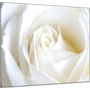 Obraz Glasdekor Obraz skleněný čtvercový detail květu bílé růže Rozměry-čtverec: 50 x 50 cm