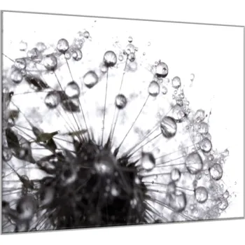 Obraz Glasdekor Obraz skleněný čtvercový odkvetlá černobílá pampeliška s rosou Rozměry-čtverec: 34 x 34 cm