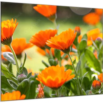 Obraz Glasdekor Obraz skleněný čtvercový oranžové květy měsíček lékařský Rozměry-čtverec: 34 x 34 cm