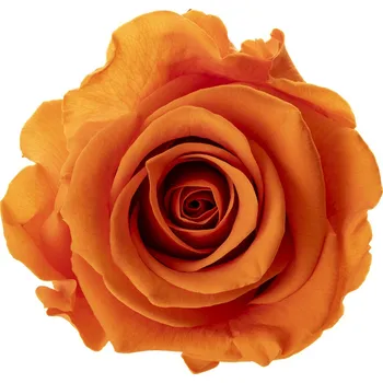 Sára DARK Orange - oranžová (Aranž 1x stabilizovaná "věčná" růže v betonovém květináčku)