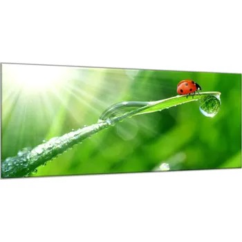 Obraz Glasdekor Obraz skleněný beruška na stéblu trávy s rosou Rozměry-obdélník V/Š: 30 x 60 cm