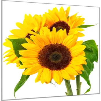 Obraz Glasdekor Obraz skleněný čtvercový tři květy slunečnice Rozměry-čtverec: 34 x 34 cm