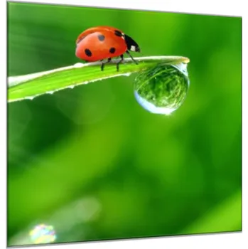 Obraz Glasdekor Obraz skleněný čtvercový beruška na trávě s rosou Rozměry-čtverec: 34 x 34 cm