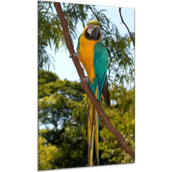 Obraz Glasdekor Obraz skleněný papoušek ara ararauna v parku Rozměry-obdélník V/Š: 30 x 40 cm