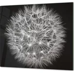 Glasdekor Ochranná deska deska černo bílá pampeliška Rozměr V/Š: 40x60 cm, Lepení na zeď: Bez lepení na zeď