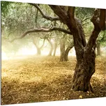 Glasdekor Ochranné sklo za varnou desku strom olivovník Rozměr V/Š: 60 x 60 cm