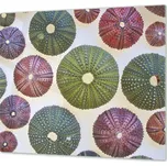 Glasdekor Ochranná deska sklo barevné mušle na bílém Rozměr V/Š: 40x60 cm, Lepení na zeď: Bez lepení na zeď