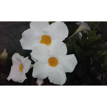 Mandevilla (Sandevilla)