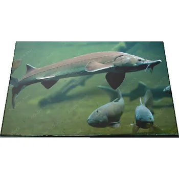Kuchyňské prkénko Glasdekor Skleněné prkénko ryba jeseter Prkénko: 30x20cm