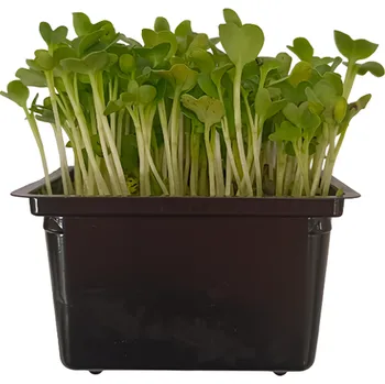 Klíčky Ředkev Daikon, vanička