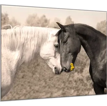 Obraz Glasdekor Obraz ze skla zamilovaný kůň bílý a černý Rozměry-čtverec: 34 x 34 cm