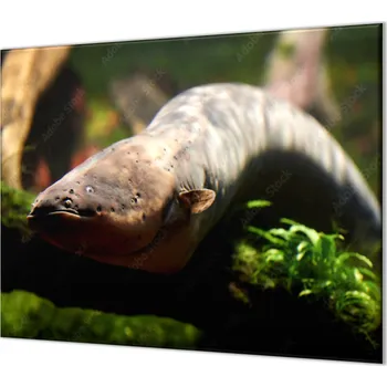 Příslušenství pro sporák Glasdekor Ochranná deska ryba elektrický úhoř Rozměr V/Š: 2x 52x30 cm, Lepení na zeď: Bez lepení na zeď