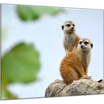 Obraz Glasdekor Obraz skleněný surikata Rozměry-čtverec: 34 x 34 cm