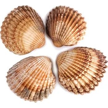 Svíčka Hřebenatka labradorská lastura velká 4ks