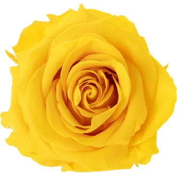 Tera Yellow - žlutá (Aranž 1x stabilizovaná "věčná" růže v keramické misce)