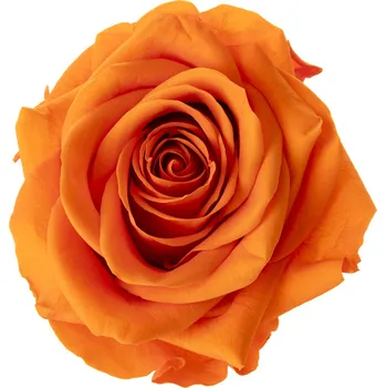 Laura DARK Orange - oranžová (Aranž 1x stabilizovaná "věčná" růže na keramickém tácku)