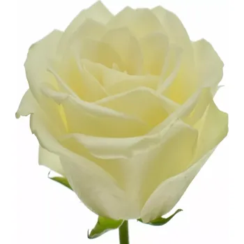 umělá květina Bílá růže SNOWSTORM+ 60cm (M)
