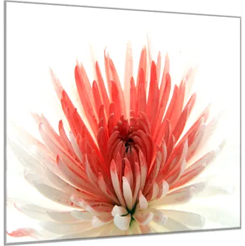 Obraz Glasdekor Obraz skleněný čtvercový květy červeno bílá chryzantéma Rozměry-čtverec: 50 x 50 cm
