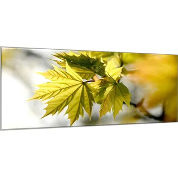 Obraz Glasdekor Obraz skleněný zelené javorové listí nad hladinou Rozměry-obdélník V/Š: 30 x 60 cm