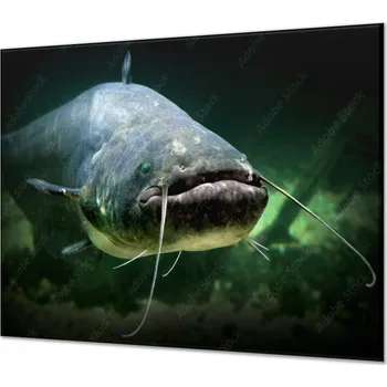 Příslušenství pro sporák Glasdekor Ochranná deska sumec dravá ryba Rozměr V/Š: 2x 52x30 cm, Lepení na zeď: Bez lepení na zeď