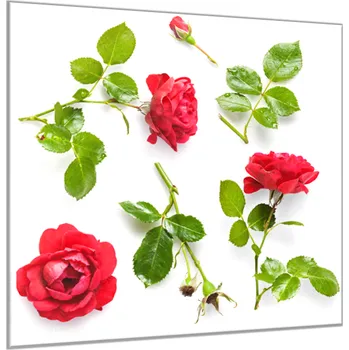 Obraz Glasdekor Obraz skleněný čtvercový květy červené růže a listí Rozměry-čtverec: 60 x 60 cm