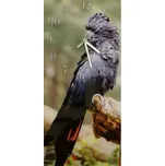 Glasdekor Nástěnné hodiny papoušek kakadu havraní 30x60cm Materiál: plexi