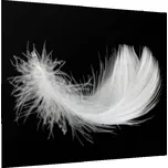 Glasdekor Sklo do kuchyně bílé peří na černém podkladu Rozměr V/Š: 30 x 40 cm