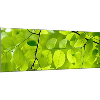 Obraz Glasdekor Obraz skleněný detail listí stromu buk Rozměry-obdélník V/Š: 30 x 60 cm