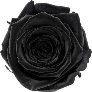 Chloe LIGHT Black - černá (Aranž 3x stabilizovaná "věčná" růže na keramickém tácku)
