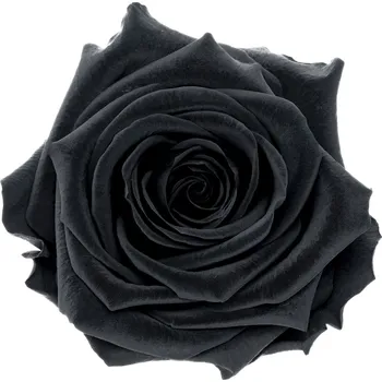 Laura DARK Black - černá (Aranž 1x stabilizovaná "věčná" růže na keramickém tácku)