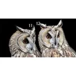 Glasdekor Nástěnné hodiny dravý pták 30x60cm Materiál: plexi