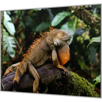 Kuchyňské prkénko Glasdekor Ochranná deska do kuchyně leguán na kmeni Rozměr V/Š: 52x60 cm, Lepení na zeď: Bez lepení na zeď