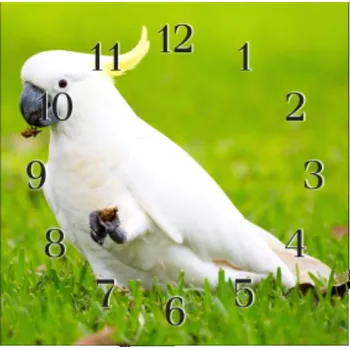 Hodiny Glasdekor Nástěnné hodiny 30x30cm papoušek kakadu Materiál: plexi