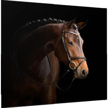 Obraz Glasdekor Obraz skleněný kůň hnědý Rozměry-čtverec: 34 x 34 cm