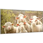 Glasdekor Nástěnné hodiny 30x60cm ovce a jehňata na pastvě Materiál: plexi