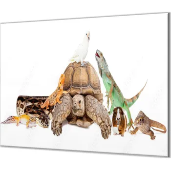 Příslušenství pro sporák Glasdekor Ochranná deska želva, leguán, morče, papoušek Rozměr V/Š: 2x 52x30 cm, Lepení na zeď: Bez lepení na zeď