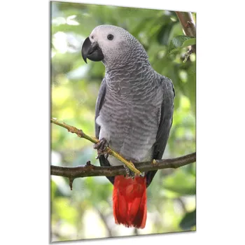 Obraz Glasdekor Obraz skleněný papoušek žako na větvi Rozměry-obdélník V/Š: 30 x 60 cm