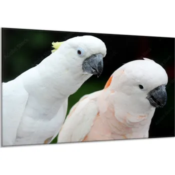 Obraz Glasdekor Obraz skleněný papoušek kakadu Rozměry-obdélník V/Š: 30 x 60 cm