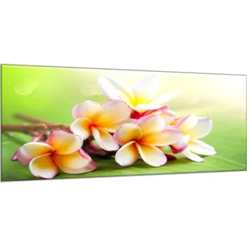 Obraz Glasdekor Obraz skleněný květ plumerie na zeleném podkladu Rozměry-obdélník V/Š: 30 x 40 cm