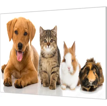 Glasdekor Ochranná deska zvířata pes, kočka, králík, morče Rozměr V/Š: 60x70 cm, Lepení na zeď: Bez lepení na zeď
